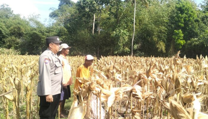 Gerung Selatan Panen Raya, Keamanan Terjaga Berkat Pendampingan Polsek Gerung