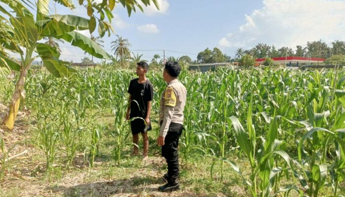 DDS Bhabinkamtibmas Sekotong Dorong Produktivitas Pertanian di Cendi Manik