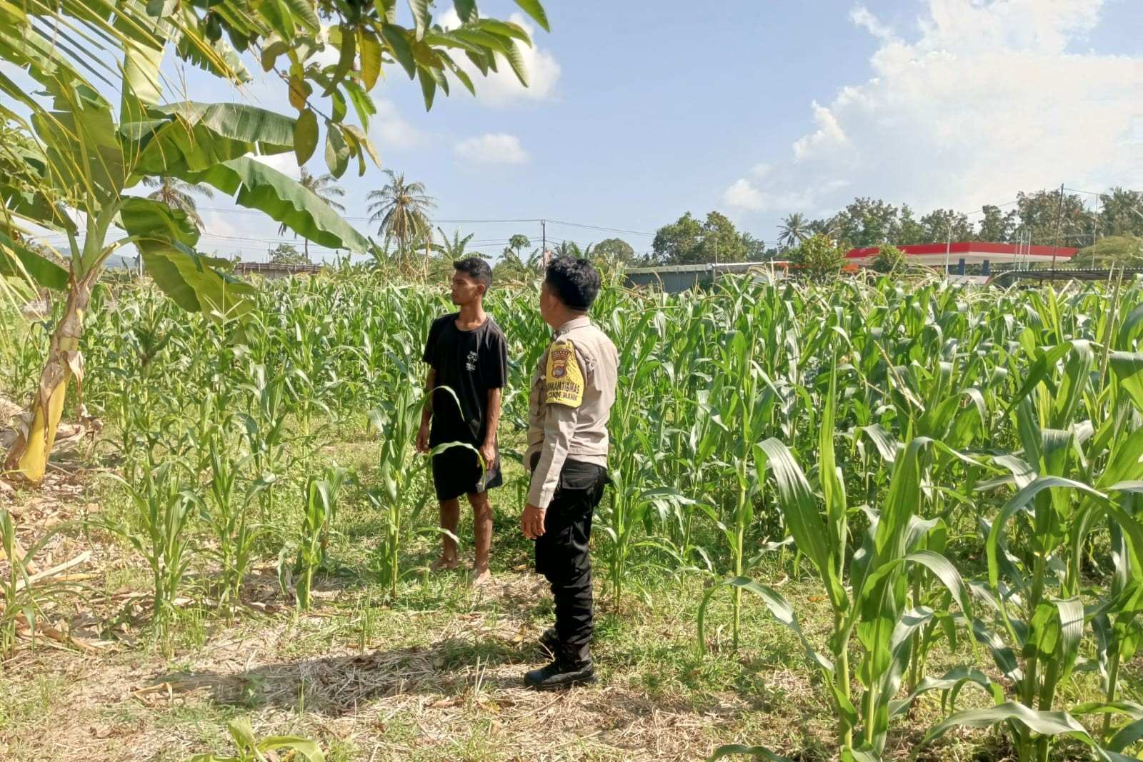 Polisi Desa Cendi Manik Dorong Ketahanan Pangan Lewat Pendampingan Petani Sekotong