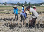 Ketahanan Pangan Jadi Prioritas: Polri Aktif Dampingi Petani di Lombok Barat