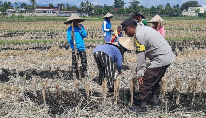 Ketahanan Pangan Jadi Prioritas: Polri Aktif Dampingi Petani di Lombok Barat