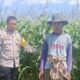 Polsek Gerung Pantau Lahan Jagung Siap Panen di Desa Beleka