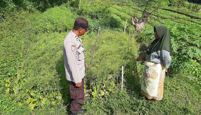 Peran Aktif Polri dalam Ketahanan Pangan: Inspirasi dari Desa Montong Are