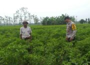 Polsek Kuripan Perkuat Ketahanan Pangan Warga lewat Pendampingan Aktif