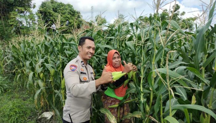 Polri dan Masyarakat Desa Labuapi Kolaborasi Jaga Kamtibmas dan Produktivitas Pangan