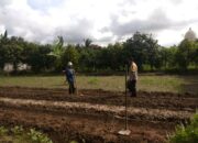 Dukung Pangan Nasional, Polisi Aktif Dampingi Petani Kediri