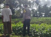 Bhabinkamtibmas Mareje Dorong Kemandirian Pangan Keluarga