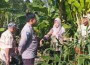Ketahanan Pangan Banyumulek: Sinergi Bhabinkamtibmas dan PPL di Lahan Jagung