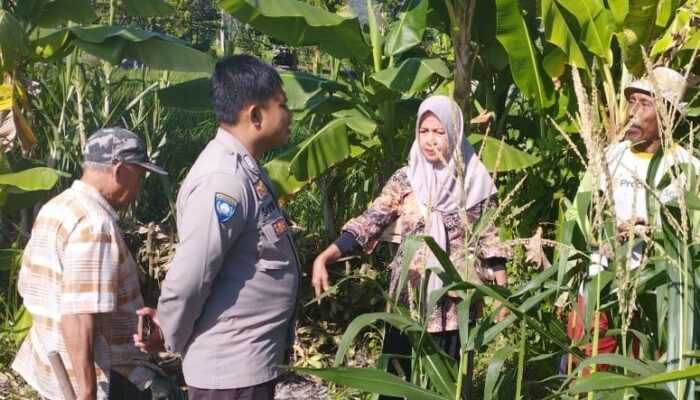 Ketahanan Pangan Banyumulek: Sinergi Bhabinkamtibmas dan PPL di Lahan Jagung