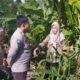 Jagung Jadi Andalan Banyumulek untuk Stabilkan Pangan Lokal