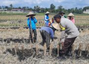 Dampingi Petani, Bhabinkamtibmas Kediri Bangun Ketahanan Pangan dari Akar Rumput