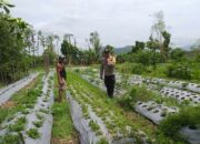 Polisi Bantu Petani di Kuripan Garap Lahan Kosong untuk Tanaman Pangan