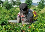 Polsek Kuripan Perkuat Edukasi Petani Cabai di Kuripan Utara untuk Ketahanan Pangan