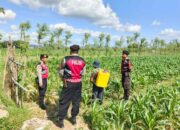 Sinergi Polres Lombok Barat dan Petani Desa Dasan Geres Wujudkan Swasembada Jagung