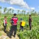 Polres Lombok Barat Dukung Petani Jagung di Desa Dasan Geres