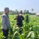 Polsek Batulayar Ajak Masyarakat Perempung Maksimalkan Lahan untuk Ketahanan Pangan