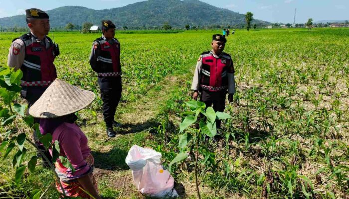 Patroli Samapta di Lahan Jagung Kuripan Jaga Produksi Pertanian