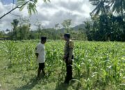Peran Aktif Bhabinkamtibmas Sekotong Dalam Dukung Swasembada Jagung