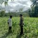 Polri di Tengah Petani Jagung: DDS Bangun Ketahanan Pangan Sekotong