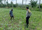 Polisi Bina Petani Jagung di Sekotong, Wujudkan Desa Mandiri Pangan