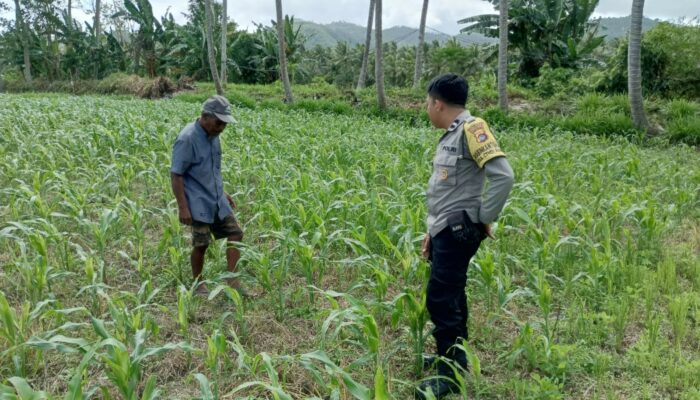 Polisi Bina Petani Jagung di Sekotong, Wujudkan Desa Mandiri Pangan