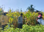 Sinergi Polisi dan Petani di Dusun Bila Tepung Hasilkan Panen Jagung Melimpah