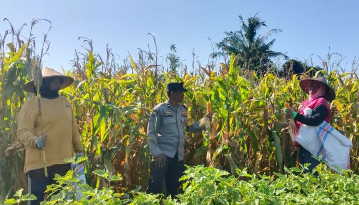 Sinergi Polisi dan Petani di Dusun Bila Tepung Hasilkan Panen Jagung Melimpah