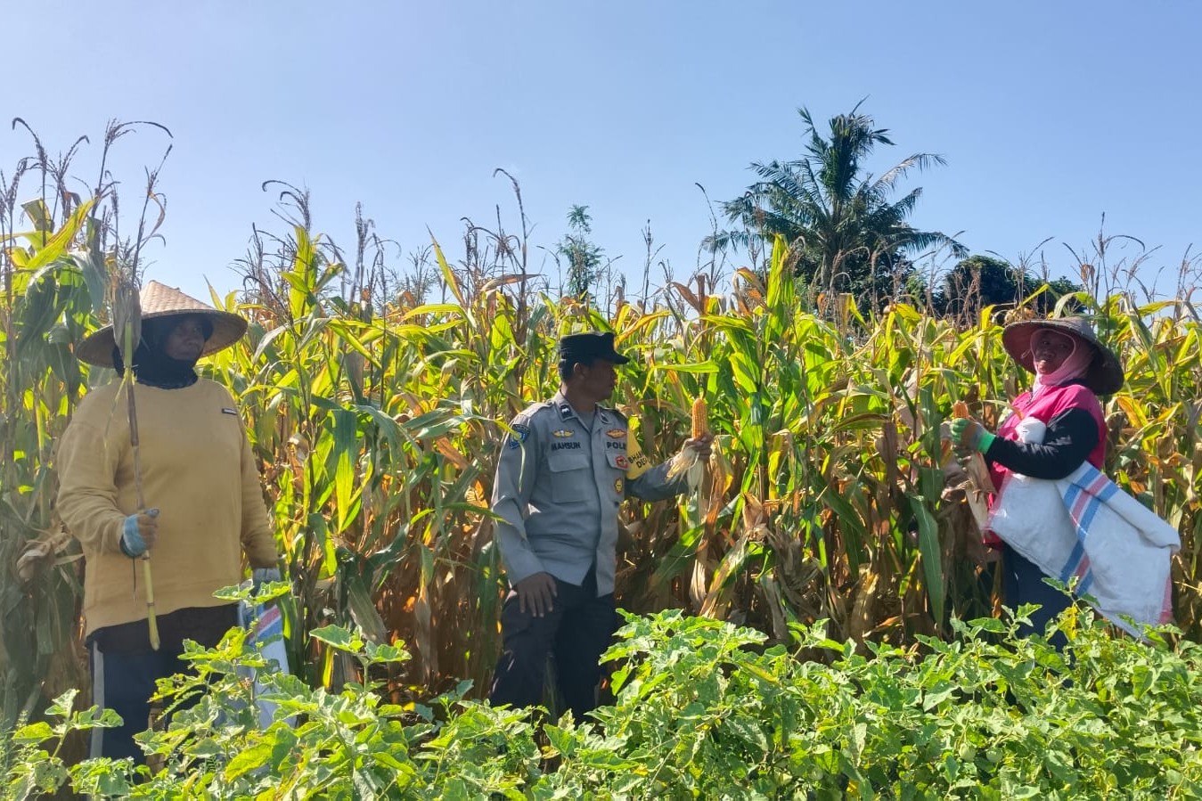 Sinergi Polisi dan Petani di Dusun Bila Tepung Hasilkan Panen Jagung Melimpah