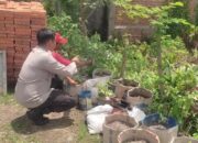 Pemanfaatan Lahan Kosong di Desa Kuranji Jadi Model Ketahanan Pangan Berbasis Warga