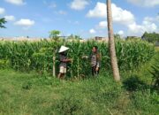 Polsek Labuapi Dukung Ketahanan Pangan, Warga Dusun Jerneng Antusias Menanam