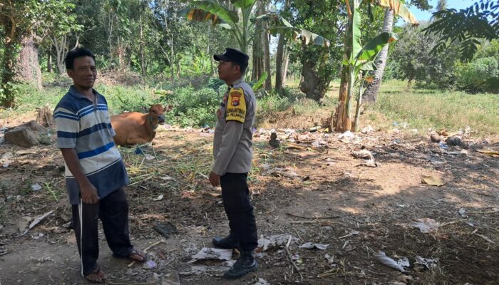 Ketahanan Pangan Keluarga: Bhabinkamtibmas Sekotong Galakkan Tanam Jagung di Pekarangan