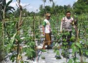 Aksi Nyata Bhabinkamtibmas Kuripan Dukung Kemandirian Pangan Keluarga