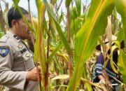 Sinergi Polri dan Petani, Jaga Stabilitas Pangan di Lombok Barat