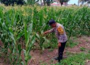 Bhabinkamtibmas Labuapi Dampingi Petani Jagung NTB