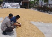 Jaga Ketahanan Pangan, Polri dan Bulog Bersinergi Serap Jagung Petani NTB