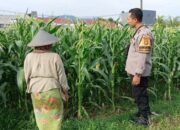 Bhabinkamtibmas Labuapi Gandeng Petani Jagung, Perkuat Fondasi Ketahanan Pangan