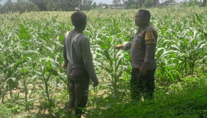 Ketahanan Pangan, Polri Sambangi Petani Jagung Lombok Barat